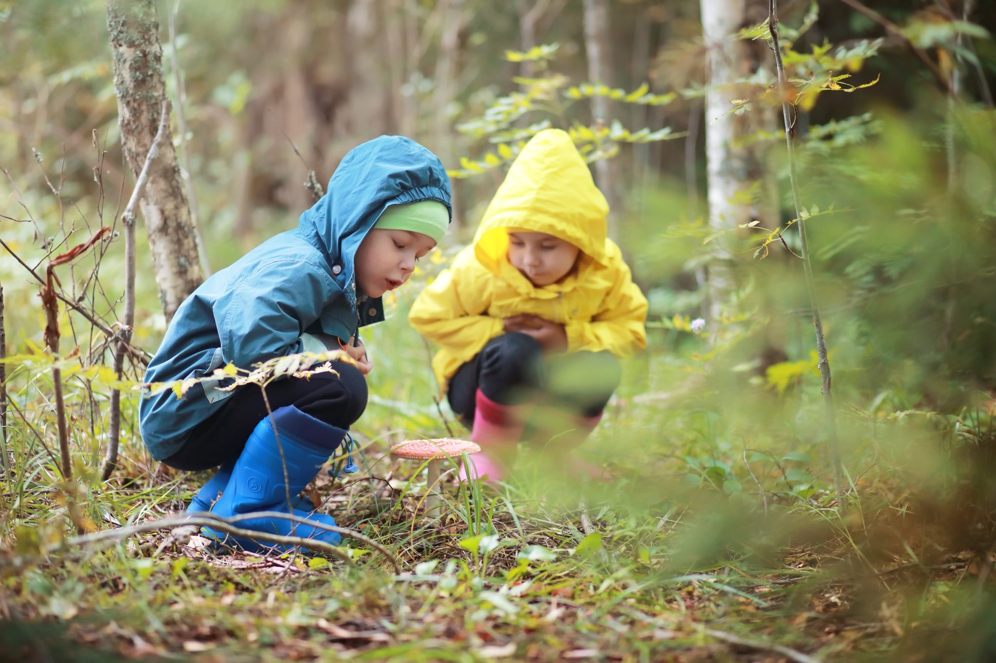 Children in village walk through the autumn forest and gather mushrooms. Children in nature are walking in nature. Rural walk in autumn.